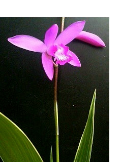 シラン (紫蘭) (3) 　覆輪シラン　斑入り　ピンク色の花 (撮影日：2008年5月18日) 