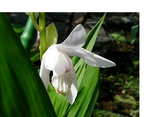 シロバナシラン (白花紫蘭) 　白色の花 (撮影日：2008年5月20日) 