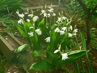 シロバナシラン (白花紫蘭) 　白色の花 (撮影日：2015年5月14日) 
