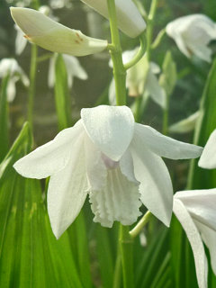シロバナシラン (白花紫蘭) 　白色の花 (撮影日：2015年5月14日) 