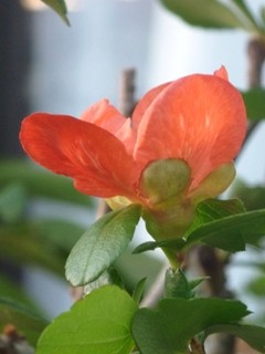 ボケ (木瓜) (1) 　赤色　ピンク色　白色　絞り　萼 (撮影日：2012年11月7日) 