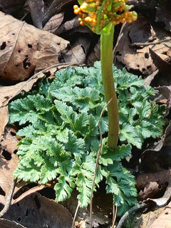 フユノハナワラビ(冬花蕨)(1-3) 栄養葉の様子(撮影日：2021年10月15日) 