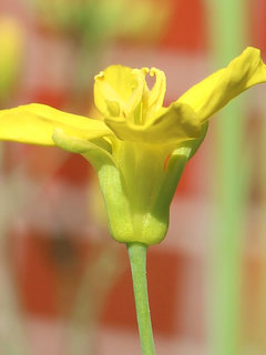 カキナ(かき菜、掻き菜)(1-3) 黄色の花 (撮影日：2024年5月5日) 