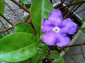 ニオイバンマツリ(匂蕃茉莉)(1-1)紫色の花 花の拡大(撮影日：2008年4月17日) 