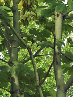 アオギリ(青桐)(1-2) 緑色の樹皮の様子(撮影日：2021年8月23日) 