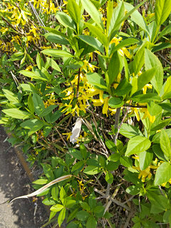 レンギョウ(連翹) (1-5)黄色の花 葉が伸び始めた様子(撮影日：2021年4月1日) 
