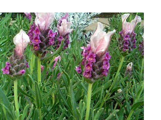 フレンチラベンダー　紫色の花 (撮影日：2008年4月29日) 