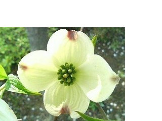 ハナミズキ(花水木) 白色(撮影日:2008年4月23日)