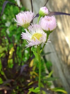 ハルジオン (春紫苑) (1) 　ピンク色の花 (撮影日：2014年5月15日) 