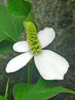 ドクダミ　白色の花 花の拡大(撮影日：2014年5月27日) 