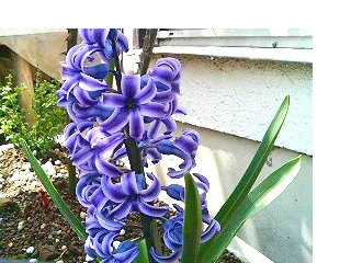 ヒヤシンス　紫色 (撮影日：2008年4月5日) 