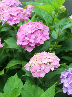 ガクアジサイ(額紫陽花) (1-12) ピンク色から紫色へ変化する様子(撮影日：2023年6月15日) 