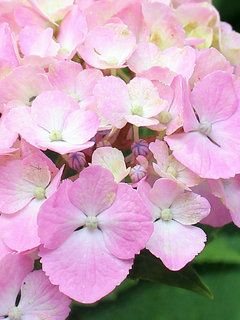 ガクアジサイ(額紫陽花) (1-9) ピンク色の花 咲き始めの花の様子(撮影日：2023年6月150日) 