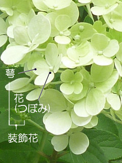 ノリウツギ (糊空木)(1-2)　装飾花の様子 ハイドランジア・パニキュラータ