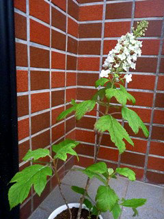 カシワバアジサイの花 (柏葉紫陽花) 　白色 (撮影日：2012年6月8日) 