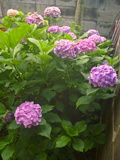 アジサイ (紫陽花) (撮影日:2014年7月4日)