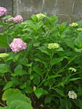 アジサイ (紫陽花) (撮影日:2014年6月11日)