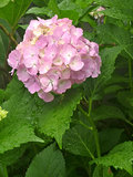 アジサイ (紫陽花)