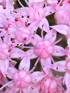 ミセバヤ(見せばや) セダム・シーボルディー(1-2) ピンク色の花 花の拡大(撮影日：2021年10月29日) 