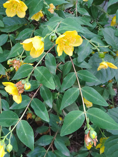 キンシバイ(金糸梅) ヒペリカム・パツルム(1-3)黄色の花 枝垂れる枝と葉の様子(撮影日：2022年6月20日) 