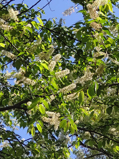 ウワミズザクラ(上溝桜)(1-3) 白色の花 全体の様子(撮影日：2021年4月15日) 