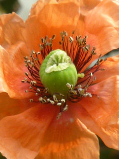 ナガミヒナゲシ (長実雛芥子) オレンジ色の花 (1-2) 花の拡大(撮影日：2015年5月6日) 