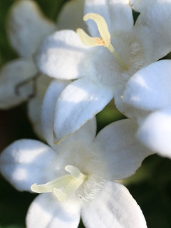 ペンタス・ランケオラータ クササンタンカ(草山丹花)(2-1) 白色の花 長花柱花の花(撮影日：2022年6月2日) 
