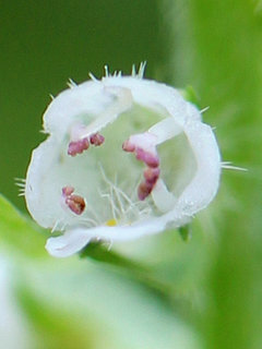 アオジソ(青紫蘇)(1-2) 白色の花 小花の拡大(撮影日：2022年9月21日) 