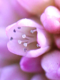ヒメツルソバ(姫蔓蕎麦) (1-2) ピンク色の花 雄しべと雌しべの拡大(撮影日：2023年11月3日) 