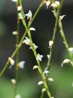 ギンミズヒキ(銀水引)(1-2) 白色の花 総状花序の様子(撮影日：2022年9月21日) 