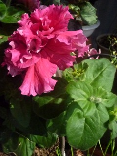 ペチュニア (3-2) 　ピンク色の花　八重咲き (撮影日：2012年2月22日) 