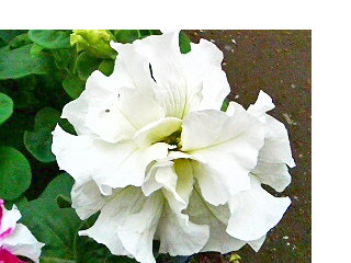 ペチュニア (4) 　白色の花　八重咲き (撮影日：2008年4月25日) 
