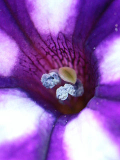 ペチュニア・スーパーチュニア・ビスタミニ (1-2) 紫色の花 (撮影日：2022年7月1日) 