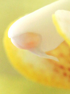 コチョウラン(胡蝶蘭) (1-4) 黄色の花 横から見た花粉塊と葯帽(撮影日2023年12月23日) 