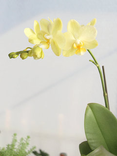 コチョウラン(胡蝶蘭) (1-7) 黄色の花 円錐花序の様子(撮影日2023年12月31日) 
