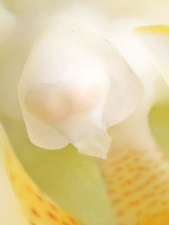 コチョウラン(胡蝶蘭) (1-3) 花粉塊を包む葯帽(撮影日2023年12月31日) 