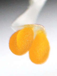 コチョウランの取り出した花粉塊 (撮影日2025年7月8日)
