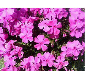シバザクラ(芝桜)(2)　ピンク色の花 全体の様子(撮影日：2008年4月12日) 