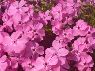 シバザクラ(芝桜)(1-3)　ピンク色の花 全体の様子(撮影日：2020年3月22日) 