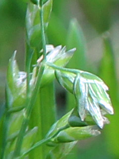 スズメノカタビラ(雀の帷子) (1) 緑色の穂　雌性期の花の拡大(撮影日：2021年5月23日) 