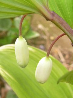ナルコユリ (鳴子百合)(3-2) 白色の花(撮影日：2020年4月12日) 