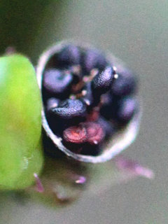 スベリヒユ(滑莧)(2-2) 開いた果実と中の種子の様子(撮影日：2022年10月16日) 