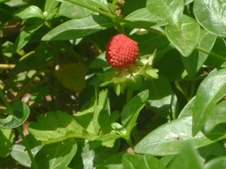 ヘビイチゴ (蛇苺) (4) 　赤色の果実　果実の拡大(撮影日：2014年5月13日) 