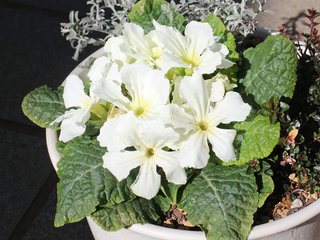 プリムラ・スターフィーバー 白色の花(撮影日：2024年2月16日) 