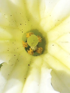 プリムラ・スターフィーバー(1-2) 白色の花 雄しべと雌しべの拡大(撮影日：2024年2月16日) 