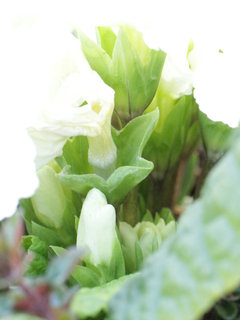 プリムラ・スターフィーバー(1-4) 白色の花 萼の様子(撮影日：2024年2月17日) 
