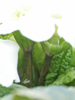 プリムラ・スターフィーバー(1-5) 白色の花 短い花茎(撮影日：2024年2月17日) 