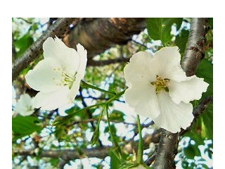 サクラ (桜)(3) 白色の花と枝の様子(撮影日：2008年4月27日) 