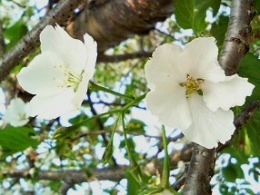 白色のサクラの花と枝 (撮影日:2008年4月27日)