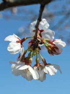 サクラ(桜) (5) 萼筒の様子(撮影日：2021年3月24日)